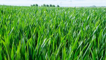 fertilisation azotée en blés